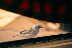 Άλλα ζώα σε αυτό το κάμπινγκ ή στη γύρω περιοχή