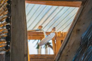 Φωτογραφία από το άλμπουμ του Amboseli Trails Cabin σε Amboseli