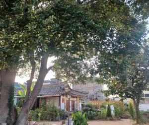 a house with a large tree in front of it at 서라벌옛집 in Samgong +23 photos