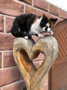 Κατοικίδιο ή κατοικίδια επισκεπτών που μένουν στο Bläsihof