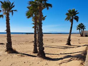 un gruppo di palme su una spiaggia sabbiosa di Joli t2 valras plage a Valras-Plage