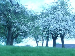 a group of trees with white flowers in a field at Maison d'Hôtes LA JEANCOISE in Nonville