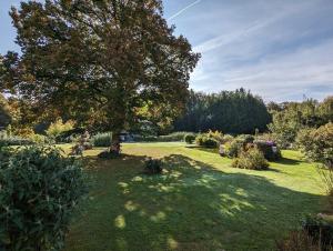 un árbol en medio de un campo de hierba en Chambre d'hôtes du Savernay, en Chantraine