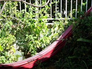 a red hammock in the middle of a garden at Studio charmant près de Pointe-à-Pitre 50 m² avec balcon in Pointe-à-Pitre +11 photos
