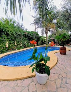 una piscina con dos macetas al lado en Estudio Único Venta Ruizo con Piscina Wifi y Parking cerca de el Castillo, en Lorca