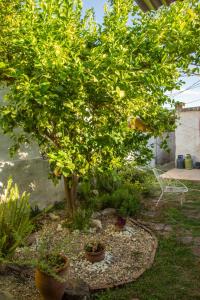 a small tree in a garden with some plants at Tierra de Mariposas in Alta Gracia