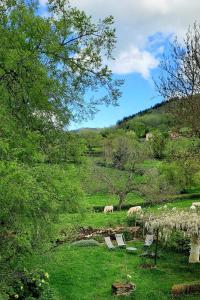 Saint-PointにあるLa Chenevièreの草原の放牧動物群