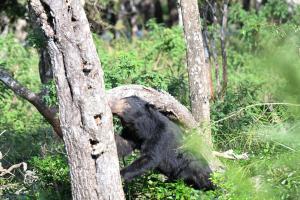 Zvířata v penzionu nebo okolí