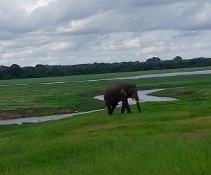 un elefante caminando en el césped en un campo en Hotel Galaxy, en Minneriya 18 fotos más