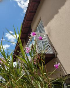 a plant with pink flowers in front of a window at Villa Enseada - Charme e conforto a 650m da Praia da Enseada in Guarujá