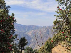 uitzicht op de bergen tussen twee bomen bij Green View, devalsari in Dhanaulti +3 foto's