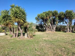 eine Gruppe von Palmen auf einem Feld in der Unterkunft Studio climatisé avec piscine à ST FLORENT in Saint-Florent