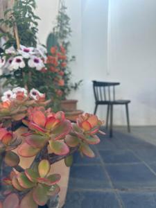 a group of potted plants in a room with a chair at Cozy Garden Cottage for Two in Cape Town