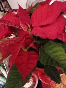 uma planta com flores vermelhas e folhas verdes em Il Giramondo em Montelabbate