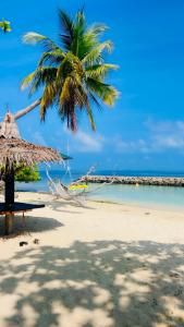 Nautical Nook Maldives في Kendhoo: نخلة جالسة على شاطئ مع المحيط +4 صور