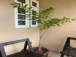 Κήπος έξω από το Orange Bricks House