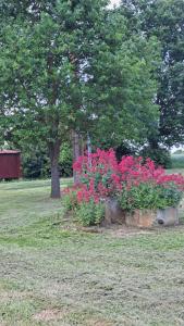 Ferme Les Pigeonnières في Canals: مجموعة من الزهور الوردية في حقل به شجرة
