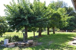 Ferme Les Pigeonnières في Canals: شجرة في وسط الفناء
