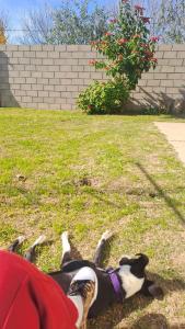 Et eller flere kæledyr der bor med gæster på Casa con 2 habitaciones, patio cerrado, 3 camas