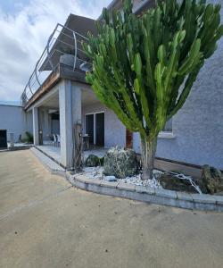 a tree in front of a house with a building at Paradiso Apartment 4 people in Furiani +20 photos
