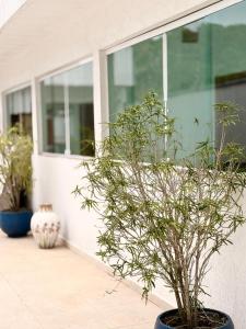a plant in a pot in front of a building at Pousada Três Marias - Guaiuba in Guarujá