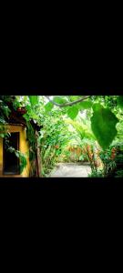 En have udenfor BOIPEBA Cantinho do Mirko 3