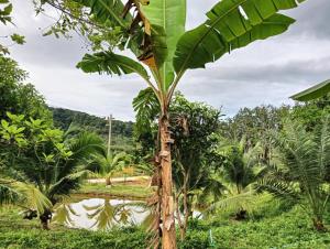 een bananenboom in het midden van een veld bij Bansuan Lanta Maikaew in Koh Lanta