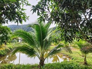 een palmboom voor een waterlichaam bij Bansuan Lanta Maikaew in Koh Lanta +6 foto's