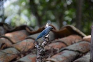 a blue bird perched on top of a roof at Los Alpes in Ibagué