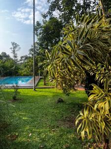 a tree in the grass next to a swimming pool at Avocado Orchards - Villa in Kenichira