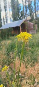 a bunch of yellow flowers in a field at Cabaña La 40 "Relax y descanso en zona de chacras" in Buta Ranquil