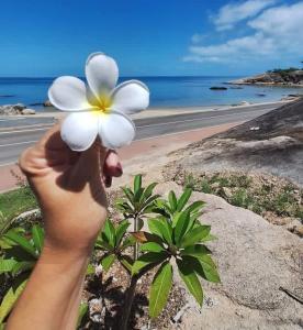 Una persona sosteniendo una flor blanca frente a una playa. en Pet Friendly Sleeps 8 Bowen Holiday House, en Bowen