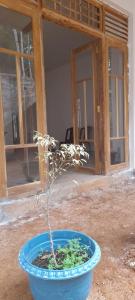 una planta en una olla azul delante de un edificio en DDC Sweet home, 