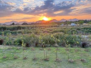 un champ de plantes avec le coucher de soleil en arrière-plan dans l'établissement LeLaNa Farmstay Camping, à Pak Chong