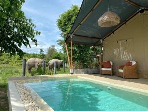 Ban Huai ThawaiElephant View Camp的一栋带游泳池的房子，背景里有大象