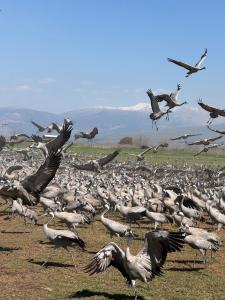 una gran bandada de pájaros volando en un campo en הבית של דובי, en Kfar Blum 5 fotos más