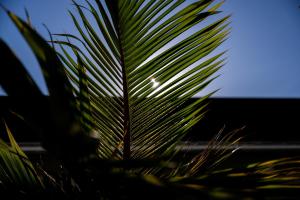 a close up of a palm tree at Villa MILA ONNA in Onna