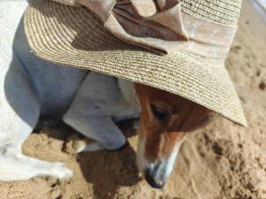 Dyr i feriehuset eller i nærheden