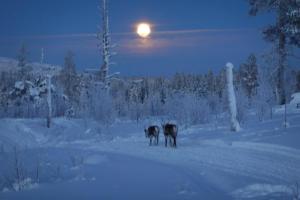 dois cachorros caminhando na neve à noite em Hotel Glamping Gällivare - Laponia Sky Hut - Norrbotten - Lappland - Northern Lights em Koskullskulle