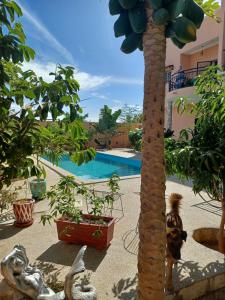 a cat standing next to a palm tree next to a pool at Gite de la savane in Sindia