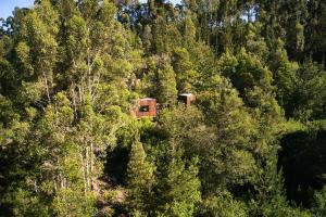 a house in the middle of a forest of trees at Serene Cabin in a Private Forest in Sedgefield
