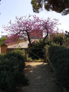 een poort met een boom met roze bloemen erop bij Atena apartments nr 1 in Agrigento +30 foto's