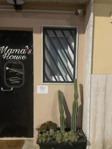 a cactus in a pot in front of a house at Mama House in Naples