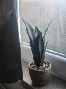 a plant in a pot sitting on a window sill at Hotel & Restaurant Hasa in Gernrode - Harz