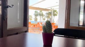 a potted plant sitting on top of a table at El Flamenco in Mojácar +2 photos