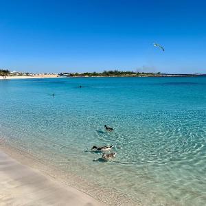 zwei Vögel schwimmen im Wasser am Strand in der Unterkunft GUEST HOUSE da Alessandra in San Donaci