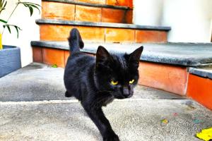 un gatto nero che cammina su un marciapiede accanto ai gradini di Villa Eterna Mungibeddu a Paterno