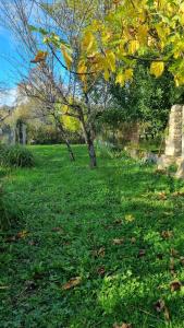 een boom in het midden van een grasveld bij La suite d'Ananda in Villefranche-de-Rouergue