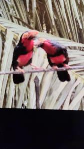 Boukot OuolofにあるTortuga Lodge Mission BaoBabの棒の上に止まっている2羽の赤い鳥 +33枚の写真
