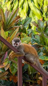 un mono sentado en la parte superior de una barandilla en Casa Olas, en Quepos